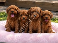 Türkiye Geneli 81 İle Gönderim Toy Poodle Yavrular