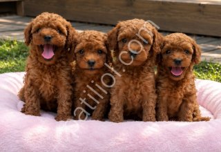 TÜRKİYE GENELİ 81 İLE GÖNDERİM TOY POODLE YAVRULAR