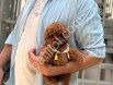 Antalya satılık Toy Poodle