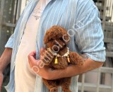 Antalya satılık Toy Poodle