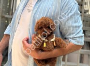 Antalya satılık Toy Poodle