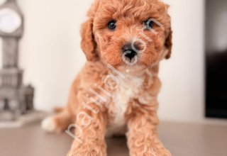 MALTİPOO CİNSİ YAVRULAR EV ÜRETİMİ