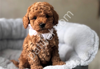 SAFKAN TOY POODLE YAVRULARIMIZ
