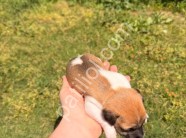 Saf kan jack russell