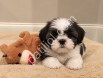Safkan Shih Tzu Yavrularımız
