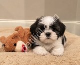 Safkan Shih Tzu Yavrularımız