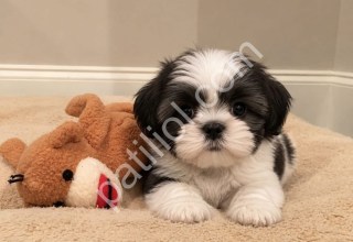 Safkan Shih Tzu Yavrularımız
