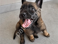 Muhteşem Karakterli Malinois Yavruları