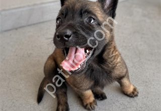 Muhteşem Karakterli Malinois Yavruları