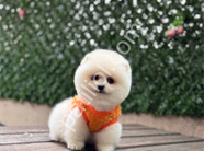Pamuk Gibi Pomeranian Boo Yavru