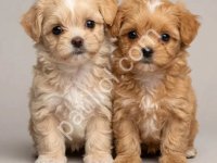 Maltipoo Cinsi Yavrular