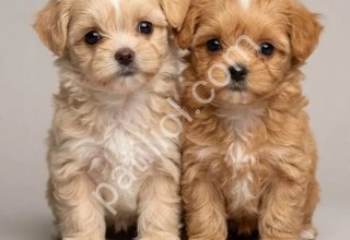 MALTİPOO CİNSİ YAVRULAR