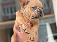 COMPACT FRENCH BULLDOG YAVRHLAR