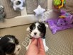 Safkan cavalier king charles yavrularım
