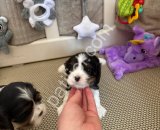 Safkan cavalier king charles yavrularım