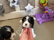 Safkan cavalier king charles yavrularım