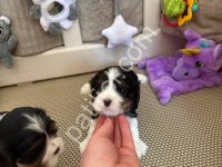 Safkan Cavalier King Charles Yavrularım