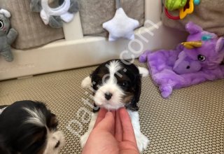 Safkan cavalier king charles yavrularım