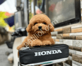 Show Kalite Toy Poodle Yavruları
