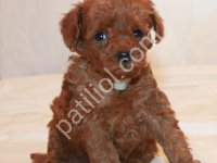 Toy Poodle Sevimli Yavrular Ev Ortamında