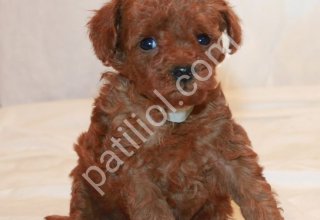 TOY POODLE SEVİMLİ YAVRULAR ev ortamında