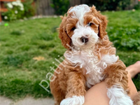 Kahve Tonlu Maltipoo Cinsi Yavrular