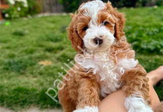 Kahve tonlu MALTİPOO CİNSİ YAVRULAR