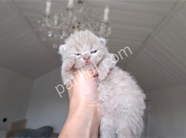 Özel renk lilac British Shorthair yavru kediler