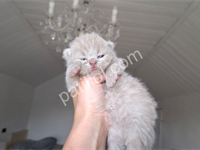 Özel Renk Lilac British Shorthair Yavru Kediler