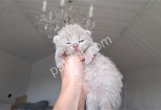 Özel renk lilac British Shorthair yavru kediler