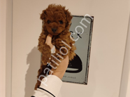 Çikolata tadında toy poodle bebeklerim
