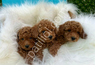 Safkan erkek dişi poodle bebekler aşılı