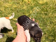 Saf kan jack russell