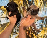 RESMİ İŞLETMEDEN GÜLKUYRUK PUG YAVRULARI