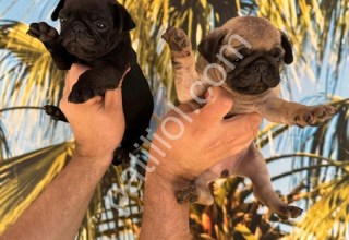 RESMİ İŞLETMEDEN GÜLKUYRUK PUG YAVRULARI