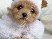 Şcrli Maltipoo Yavrular