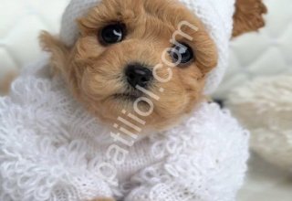 Şcrli Maltipoo Yavrular