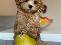 Show Kalite Maltipoo
