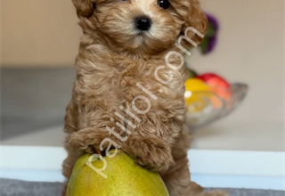 Show kalite Maltipoo