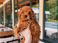 Peluş Toy Poodle Yavrular