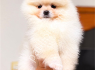 Pomeranian boo yavrular