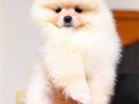 Pomeranian Boo Yavrular