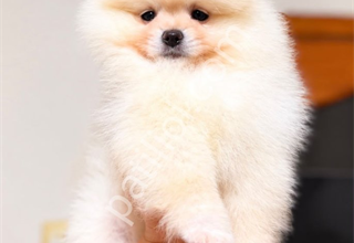 Pomeranian boo yavrular