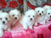 MALTESE TERRİER CİNSİ YAVRULAR