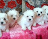 MALTESE TERRİER CİNSİ YAVRULAR