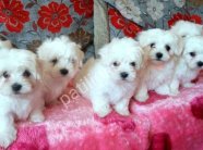 MALTESE TERRİER CİNSİ YAVRULAR