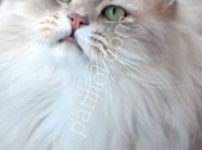 WCF Şecereli British Longhair ​Damızlık Kalitesinde Şecereli British Longhair (B