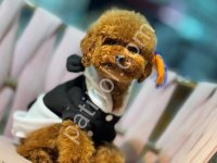 Toy Poodle Sevimli Yavrular