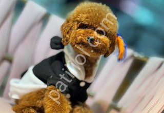 TOY POODLE SEVİMLİ YAVRULAR