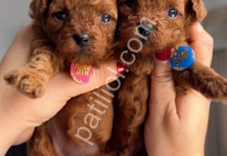 Aşılı, Sağlıklı ve Sevimli Toy Poodle Yavruları